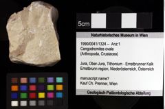 Foto (Objket + Etiketten) von Cengodromites ovale 